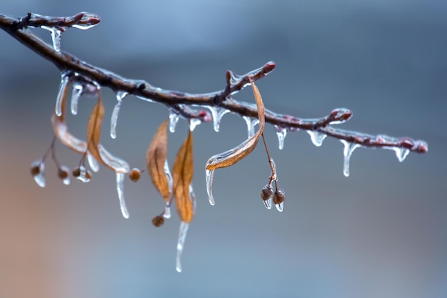 Pingentes de gelo nos galhos de gelo de uma tília temporada de mudanças de temperatura e clima de inverno no outono