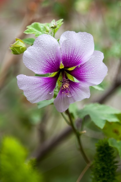 Pingos de chuva em uma flor de azaléia, com um centro roxo