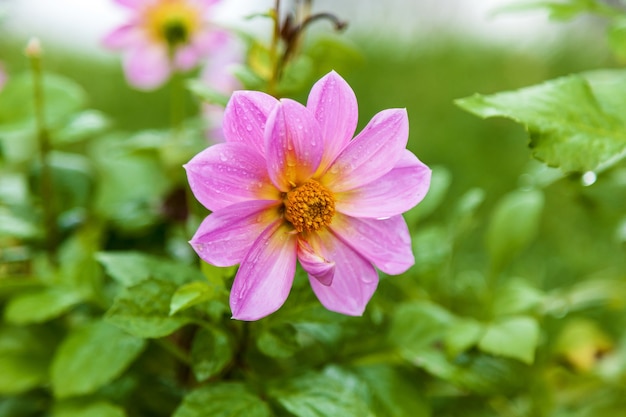 Pingos de chuva em uma flor rosa, detalhe de uma linda flor rosa com pingos de chuva