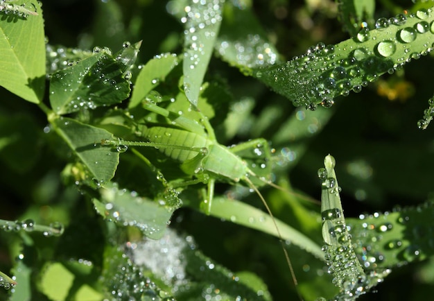 Pingos de chuva folhas verdes e o louva-a-deus