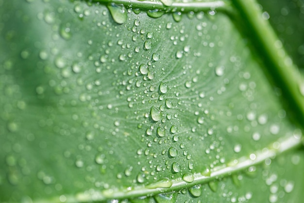 Pingos de chuva na folha verde água. Close-up de folha de árvore fresca, suculenta e bonita. Fundo de primavera de verão