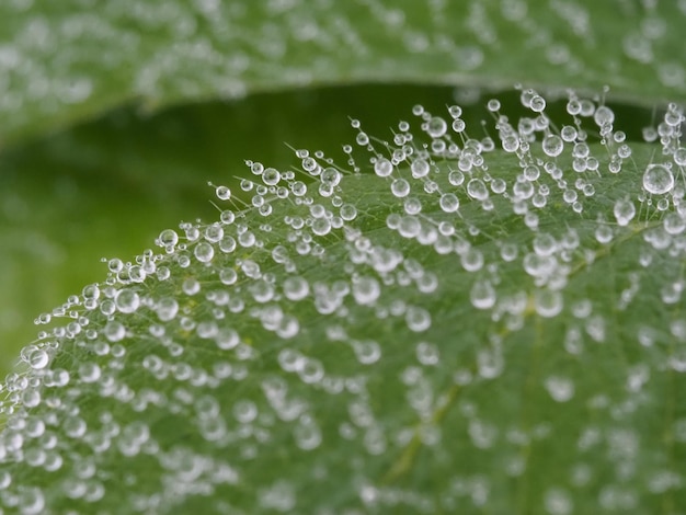 pingos de chuva na planta