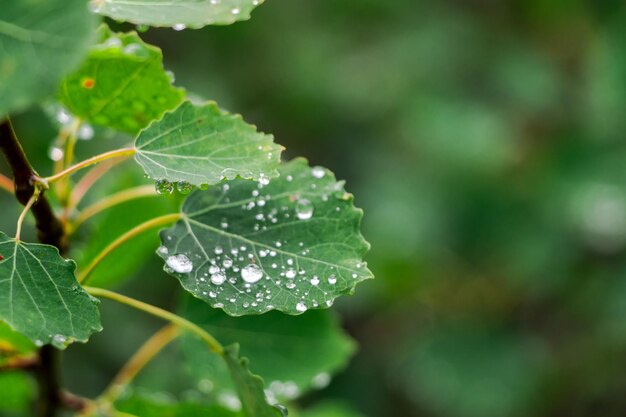 Pingos de chuva nas folhas de bétula verde