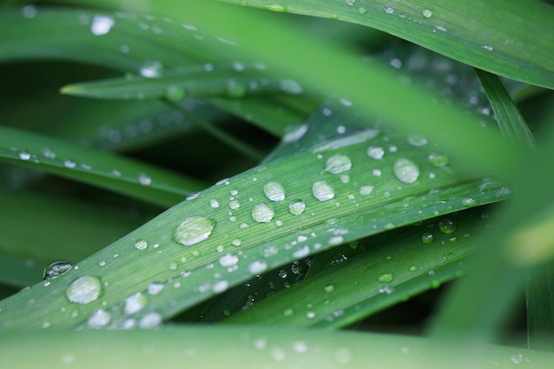 Pingos de chuva nas folhas verdes