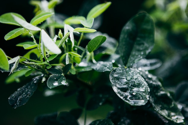 Pingos de chuva nas folhas verdes.