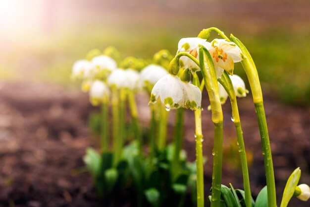 Pingos de neve brancos com pingos de chuva na floresta na primavera em um fundo desfocado