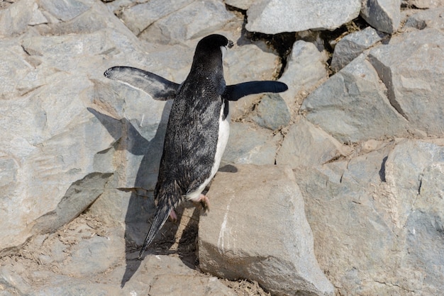 Pinguim-barbudo escalando rocha na Antártica
