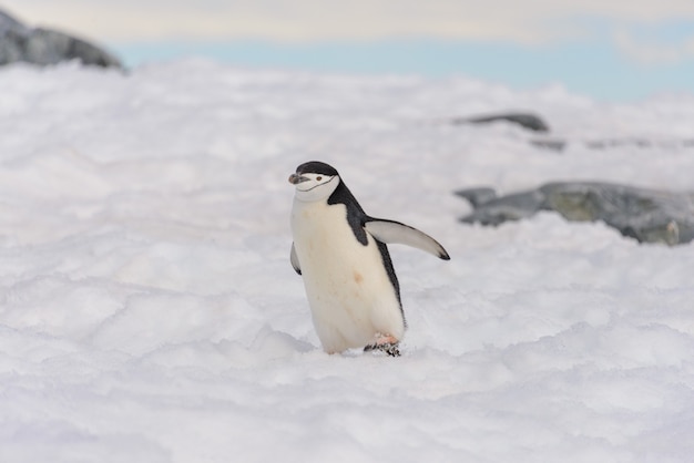 Pinguim-barbudo na neve na Antártica