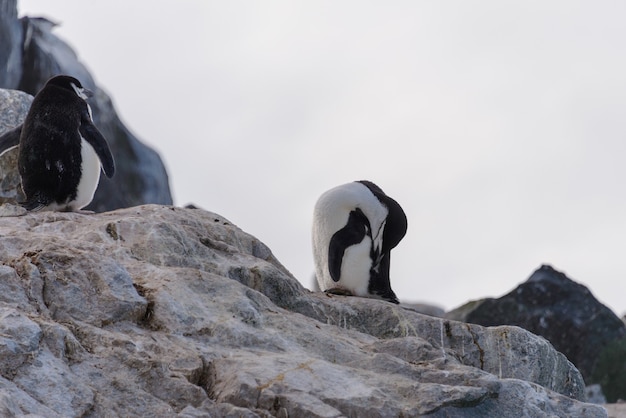 Pinguim-barbudo na praia da Antártica
