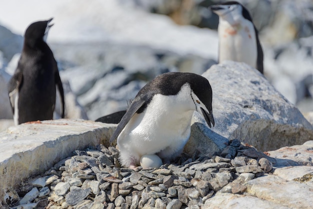 Pinguim chinstrap com ovo na praia na Antártica