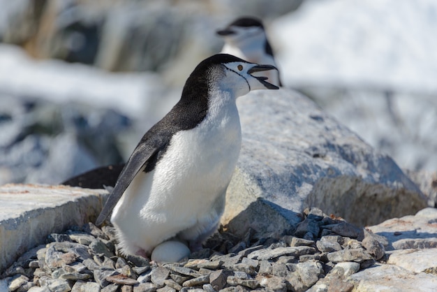 Pinguim chinstrap com ovo na praia na Antártica