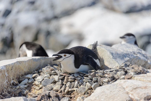 Pinguim Chinstrap deitado na rocha na Antártica