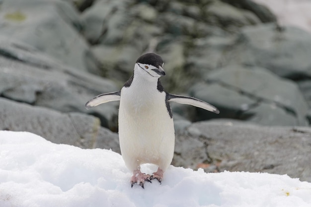 Pinguim chinstrap na neve na Antártica