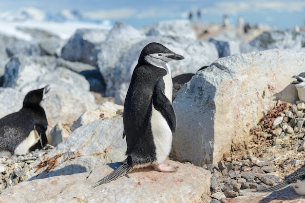 Pinguim Chinstrap na praia na Antártica