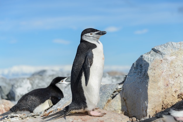 Pinguim Chinstrap na praia na Antártica