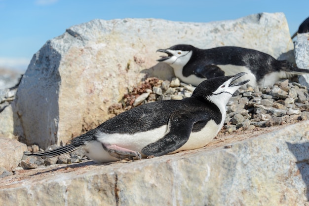 Pinguim chinstrap na praia na antártica