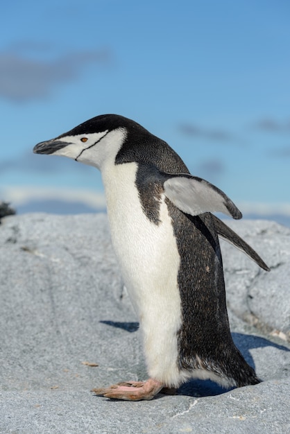 Pinguim Chinstrap na praia na Antártica