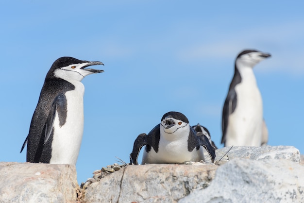 Pinguim Chinstrap na praia na Antártica