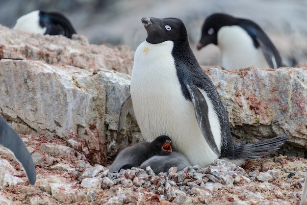 Pinguim-de-adélia com filhotes no ninho na Antártica