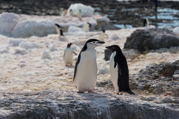 Pinguim de adélia em pé na praia na antártica