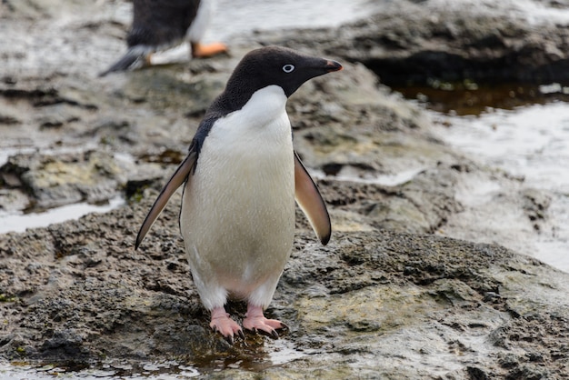 Pinguim de Adélia em pé na praia na Antártica