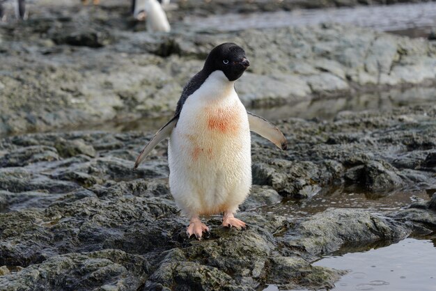 Pinguim de Adélia em pé na praia na Antártica