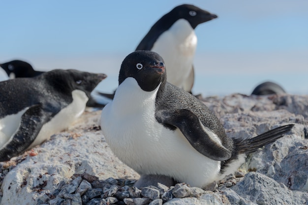 Pinguim de Adélia na praia