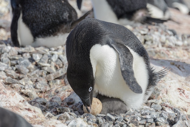 Pinguim de Adélia no ninho com pintinho e ovo