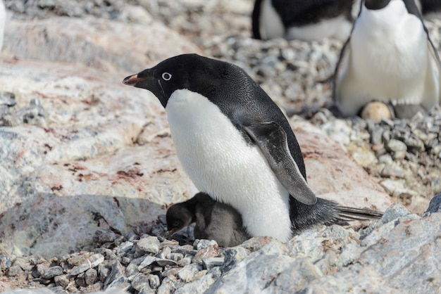 Pinguim de Adélia no ninho com pintinho