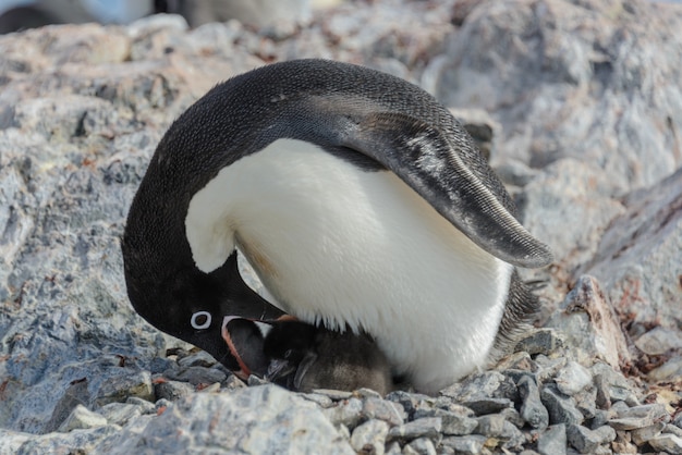 Pinguim de Adélia no ninho com pintinho