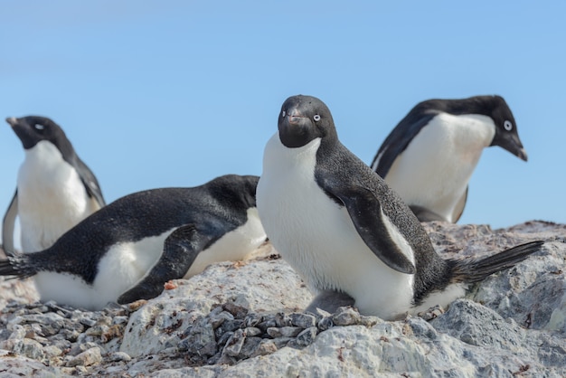 Pinguim de Adélia no ninho com pintinho