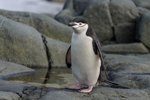 Pinguim de Chinstrap na rocha close-up