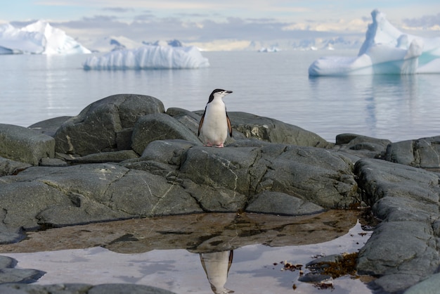 Pinguim de chinstrap na rocha com reflexo na antártica