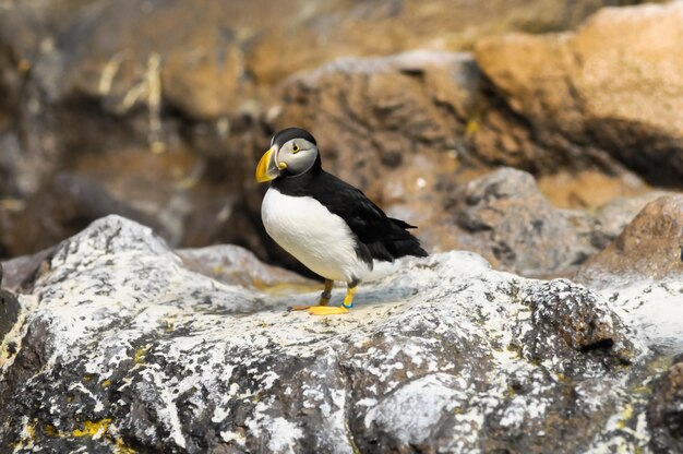 Pinguim de cor preto e branco em um lugar frio