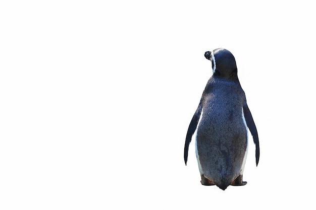 Pinguim de Humboldt em pé sobre fundo branco.