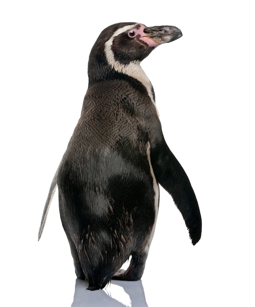 Pinguim de humboldt, spheniscus humboldti, em pé