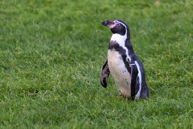 Pinguim de humboldt (spheniscus humboldti)