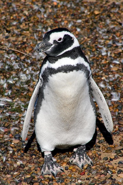 Pinguim de Magalhães em pé sobre um fundo de pedra na Patagônia Argentina