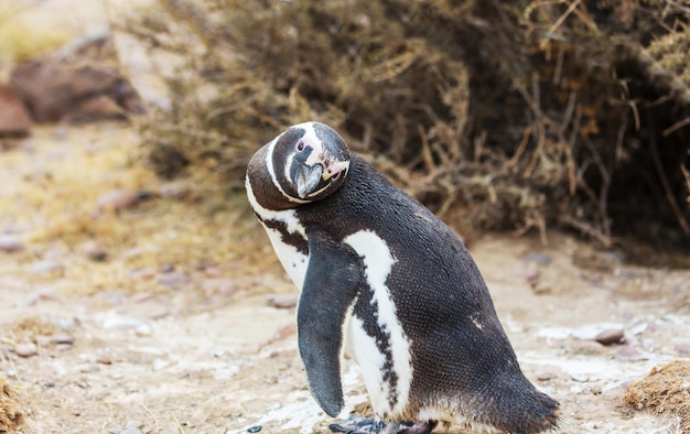 Pinguim de Magalhães (Spheniscus magellanicus) na Patagônia
