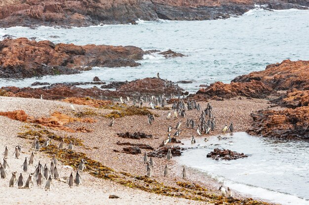 Pinguim de magalhães (spheniscus magellanicus) na patagônia