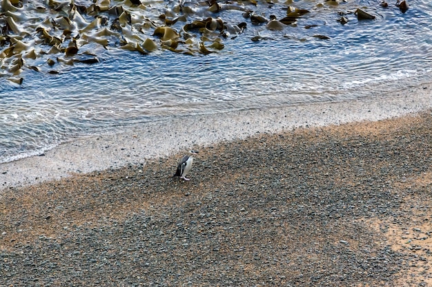 Pinguim-de-olhos-amarelos (antípodas Megadyptes)