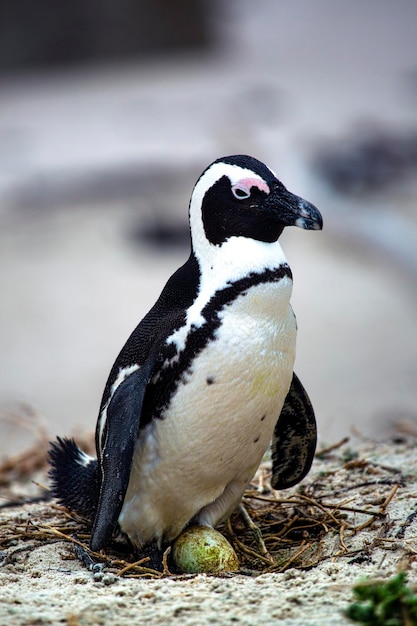 Pinguim em um ninho fechado na Cidade do Cabo, África do Sul