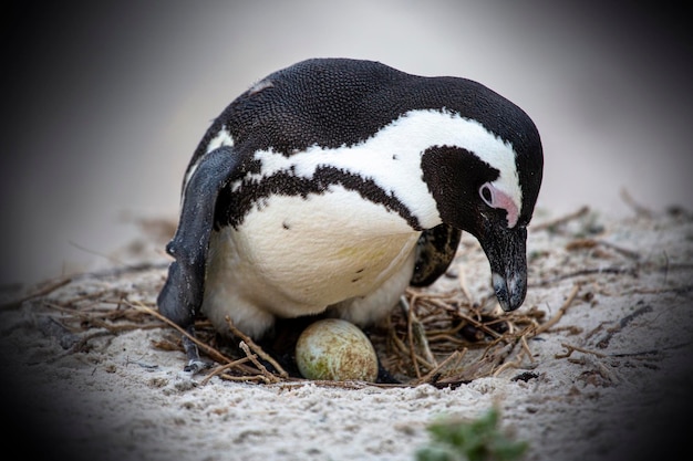 Pinguim em um ninho fechado na Cidade do Cabo, África do Sul