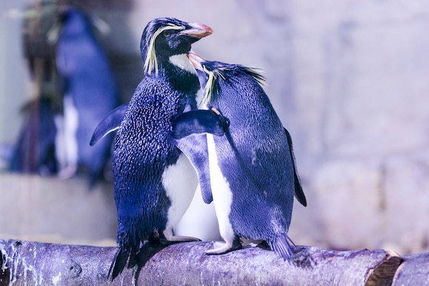 Pinguim em uma rocha com outros pinguins