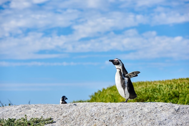 Pinguim em uma rocha no céu azul nublado com espaço de cópia Um pássaro que não voa em uma pedra Ameaçada de patas negras ou espécies de pinguim do Cabo em pé com asas abertas ou nadadeiras na Cidade do Cabo, África do Sul