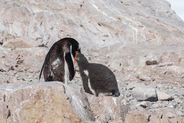 Foto pinguim-gento da antártida