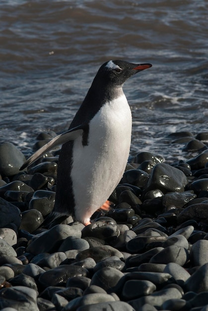 Pinguim Gentoo Antártica