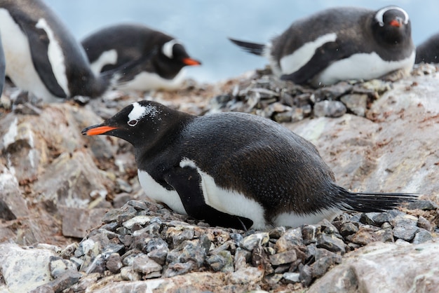 Pinguim-gentoo com filhotes no ninho