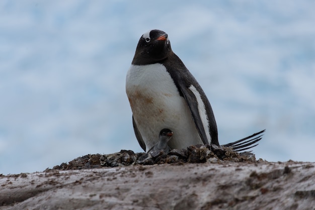 Foto pinguim-gentoo com filhotes no ninho