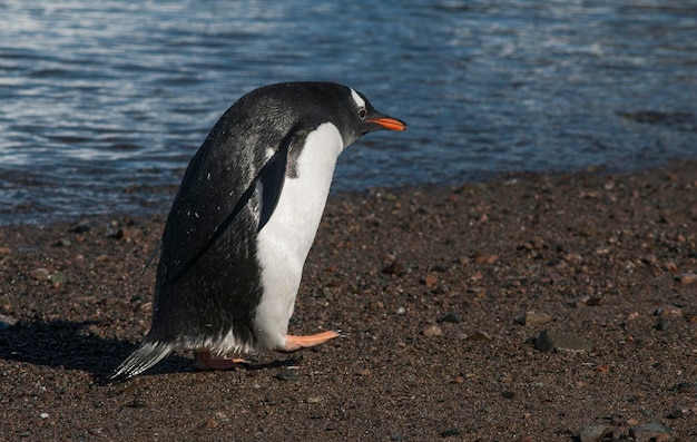 Pinguim Gentoo com pintinho Neko harbourAntartica